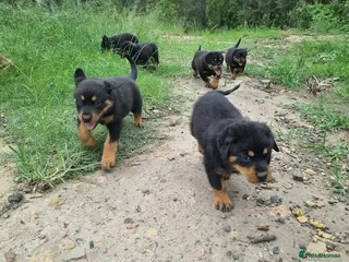 Rottweiler dogs Lovely well bred big bone pups in Wigston - Advert 3