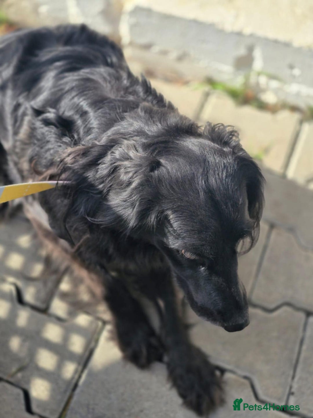 Cocker Spaniel dogs for adoption: Gino ! - Advert 5