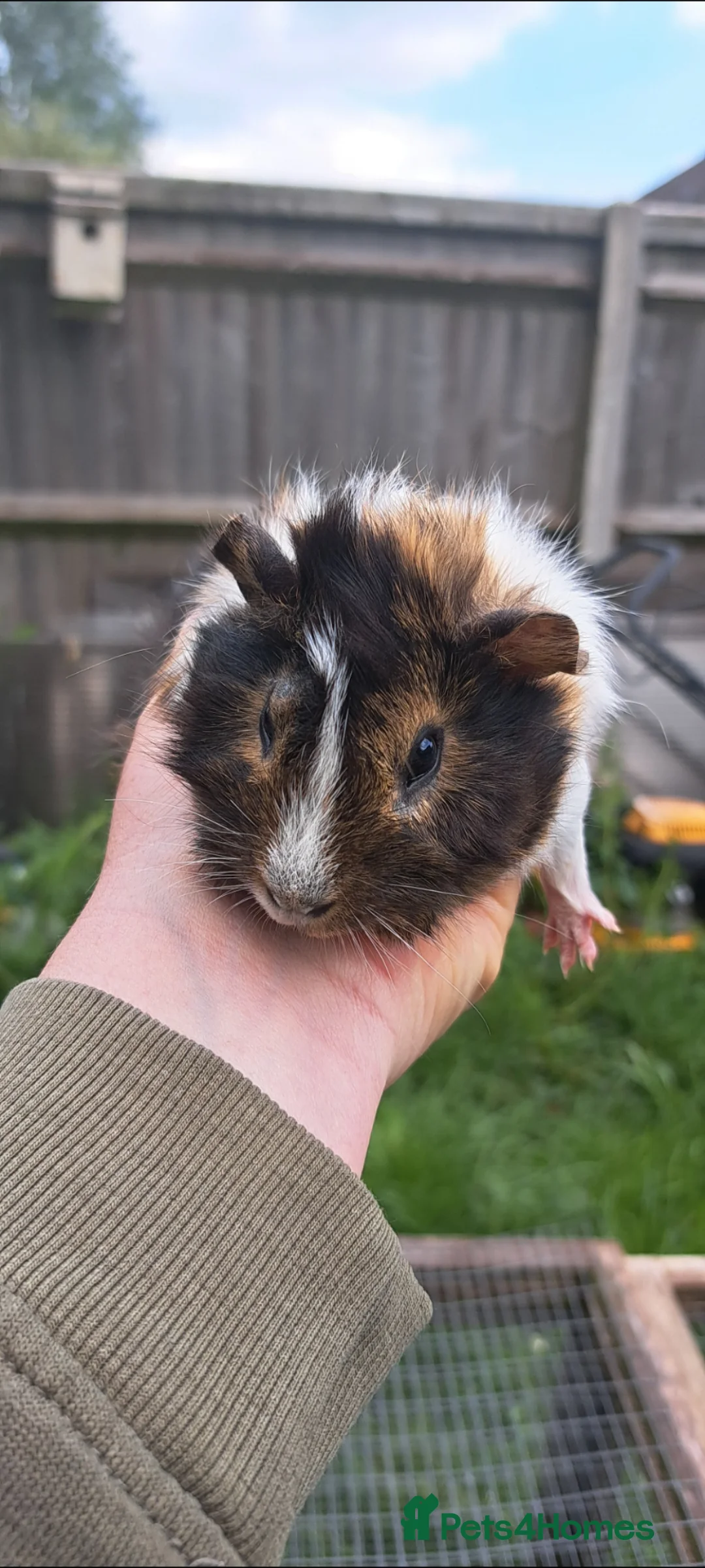 Guinea Pig rodents for sale: Baby guinea pigs for sale  - Advert 8