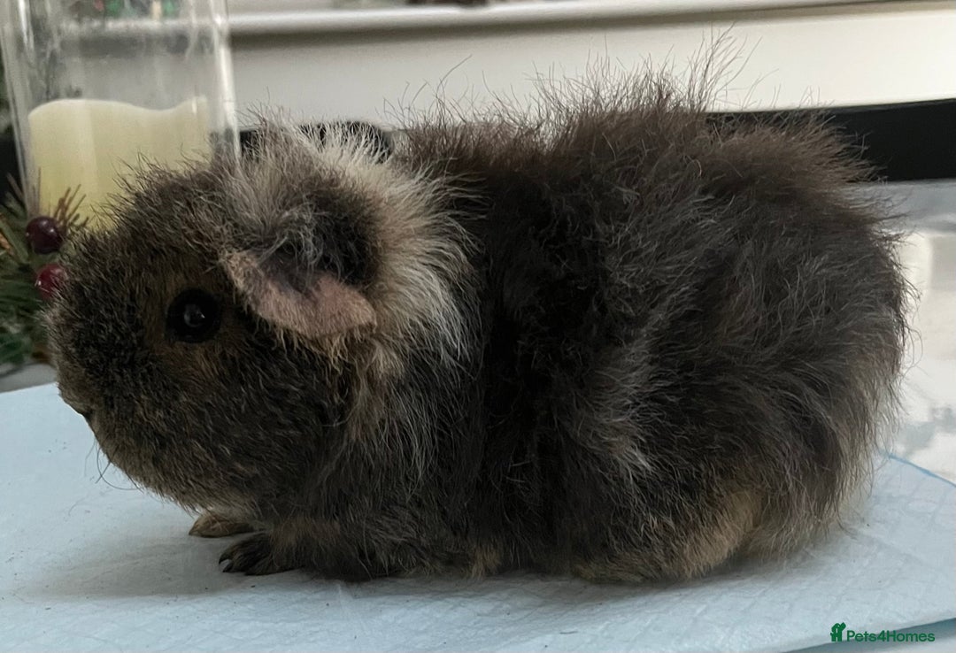 Guinea Pig rodents for sale: Female guinea pigs - Advert 8