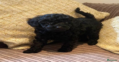 Miniature Poodle dogs - Advert 5