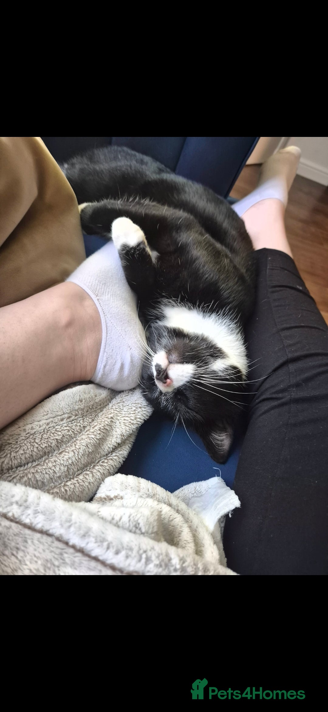 Mixed Breed cats for sale: Male bengal/mix black cat - Advert 4