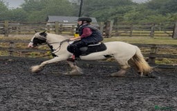 Irish Cob horses for sale: Gypsy cob mare 13.2hh - Image 3