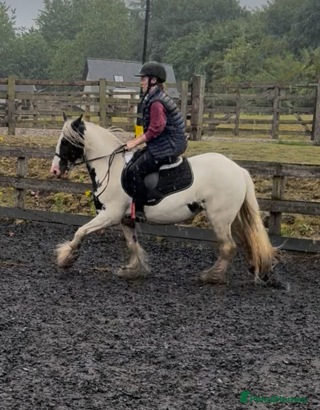 Irish Cob horses for sale: Gypsy cob mare 13.2hh - Image 3