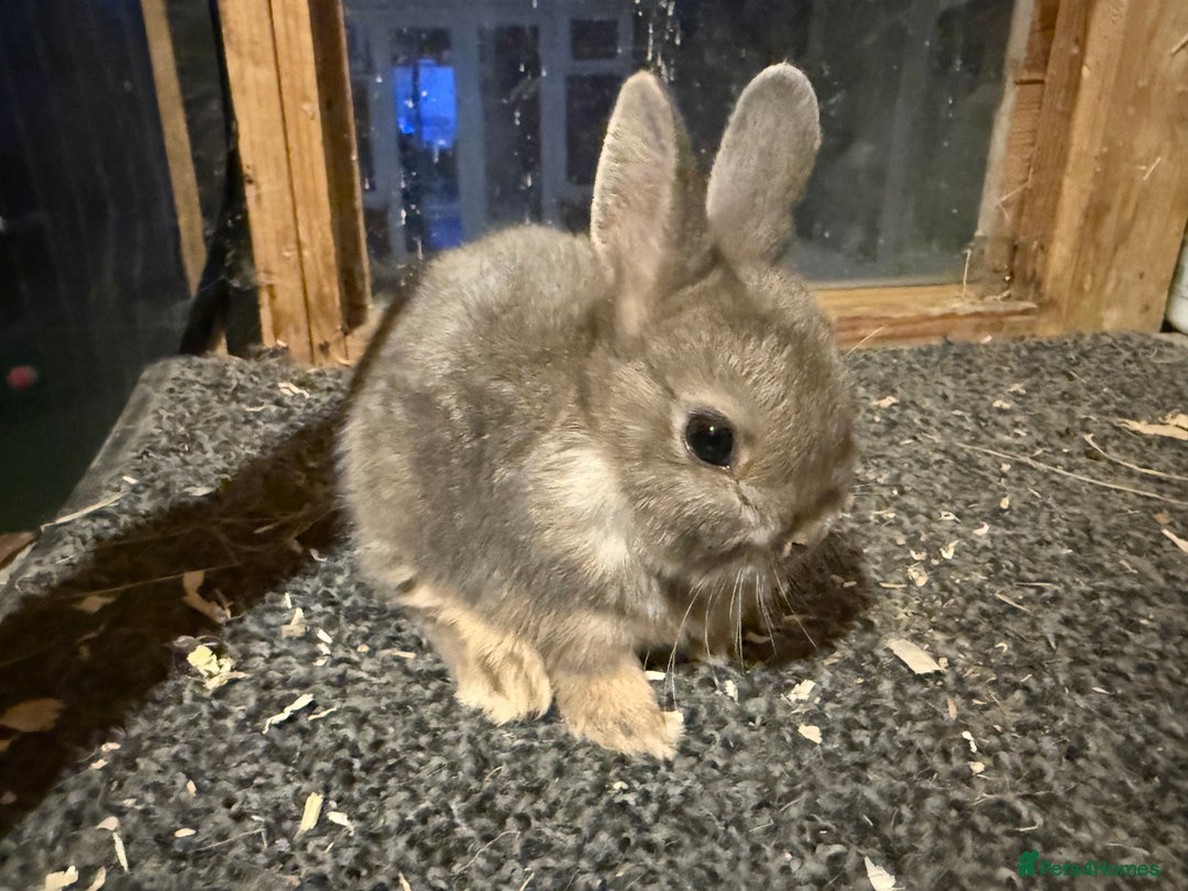 Netherland Dwarf rabbits for sale: Young Netherland Dwarfs for sale in Barrow-in-Furness - Image 31