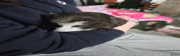 Guinea Pig rodents for sale: 3 girl guinea pigs  - Advert 5