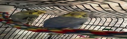 Budgerigars birds for sale: Beautiful hand tame babies budgies  - Advert 2