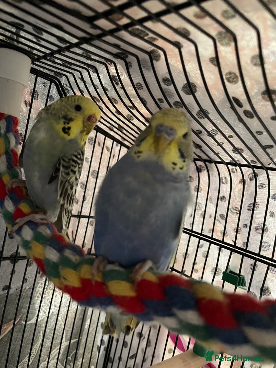 Budgerigars birds for sale: Beautiful hand tame babies budgies  - Advert 2