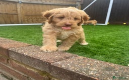 Mixed Breed dogs for sale: 👑 Superb Rare Health Tested Cockadoodledoo Pups - Image 33