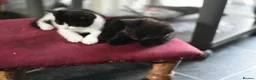 Mixed Breed cats for sale: B&W Kitten looking 4 home  - Advert 4