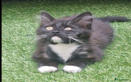 British Longhair cats for sale: ******. 2 female KITTENS.  - Image 1