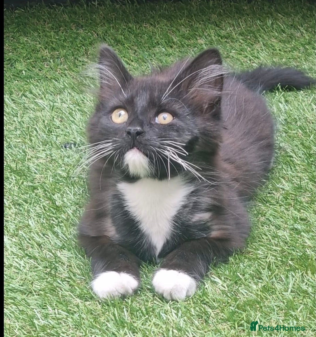 British Longhair cats for sale: ******. 2 female KITTENS.  - Image 1