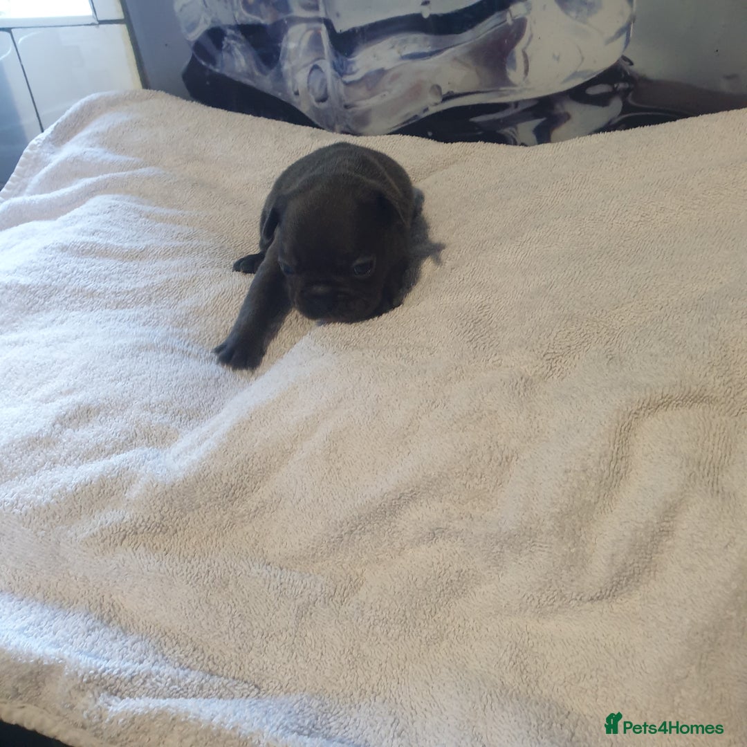 French Bulldog dogs for sale: 4French bulldog puppies 3 weeks old kc registered  - Advert 5