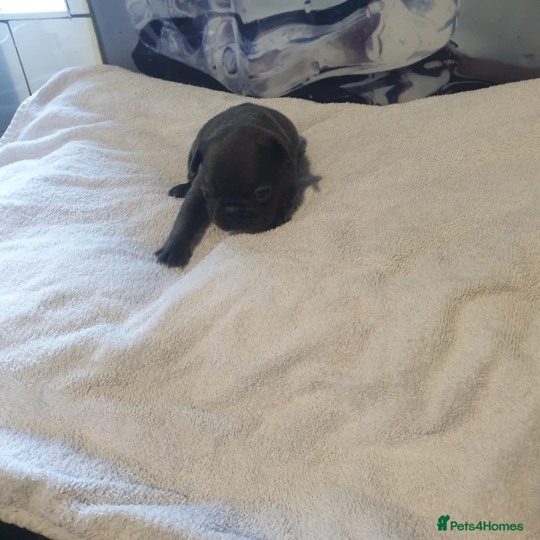 French Bulldog dogs for sale: 4French bulldog puppies 5weeks old kc registered  - Advert 7