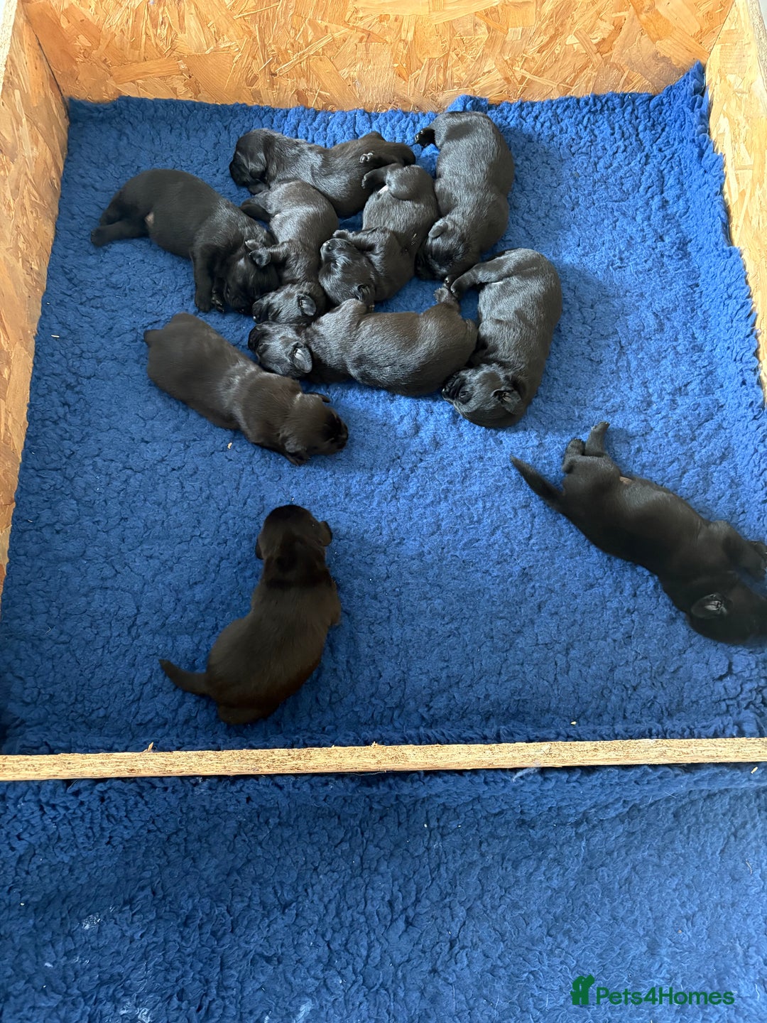 Labrador Retriever dogs for sale: Stunning Labrador KC Registered Puppies - Image 7