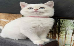 British Shorthair cats for sale: Stunning BSH golden/silver Kittens TICA - Image 13