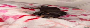 Dachshund 2
