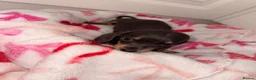 Dachshund dogs for sale: 7 Dachshund Puppies Ready for Their Forever Homes - Advert 3