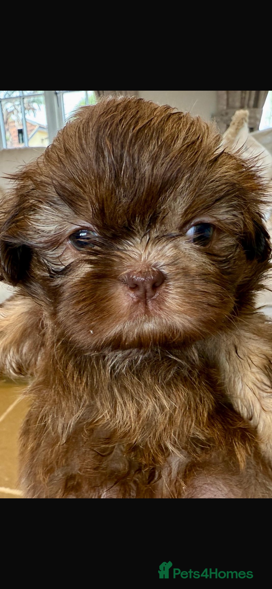 Shih Tzu dogs for sale: KENNEL CLUB CHOC IMPERIAL SHIHTZU - Image 6