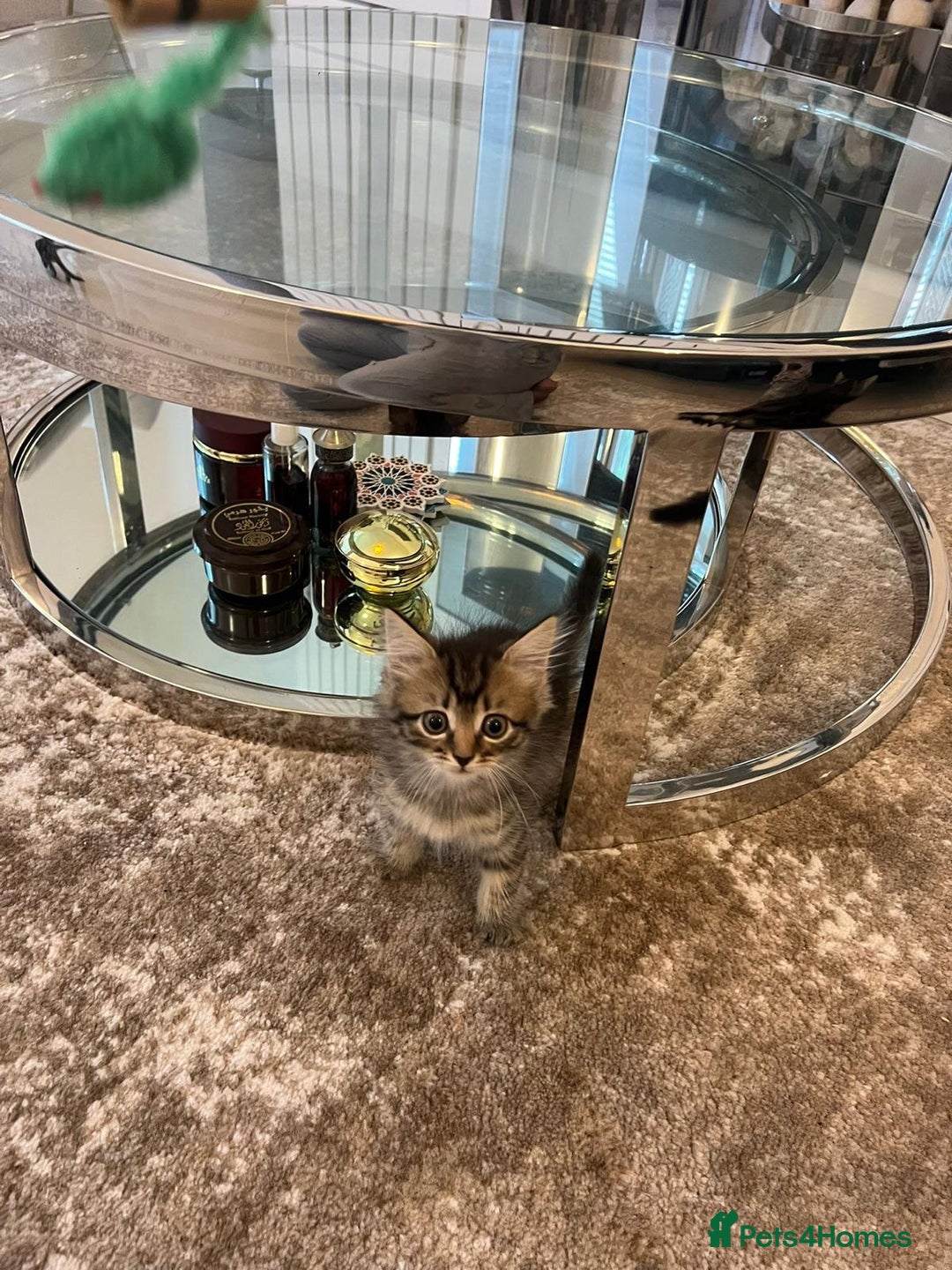 Mixed Breed cats for sale: Kittens available (3 girls & 1 boy) - Image 17