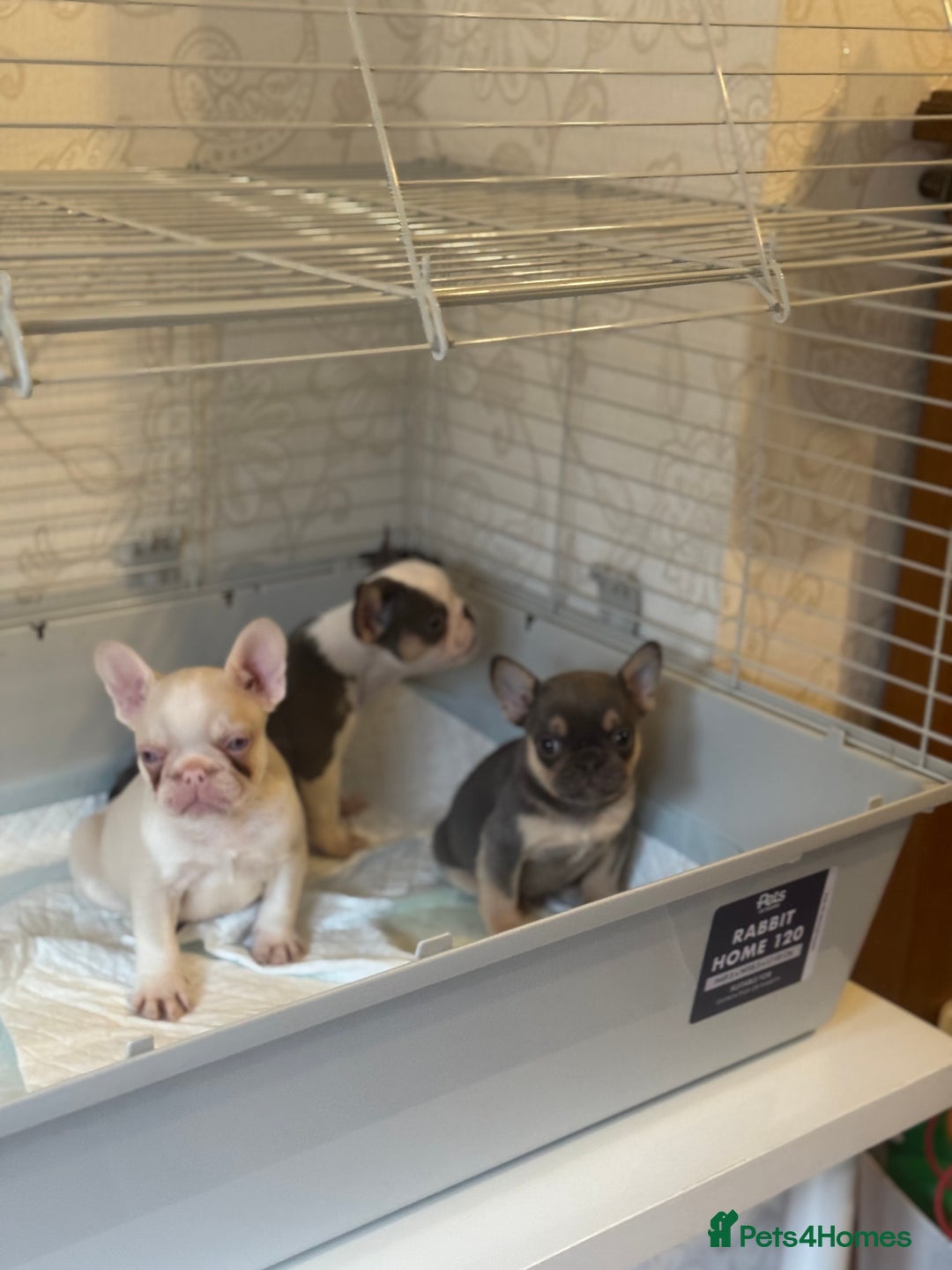 French Bulldog dogs for sale: Beautiful Litter Of Husky French Bulldogs - Advert 21