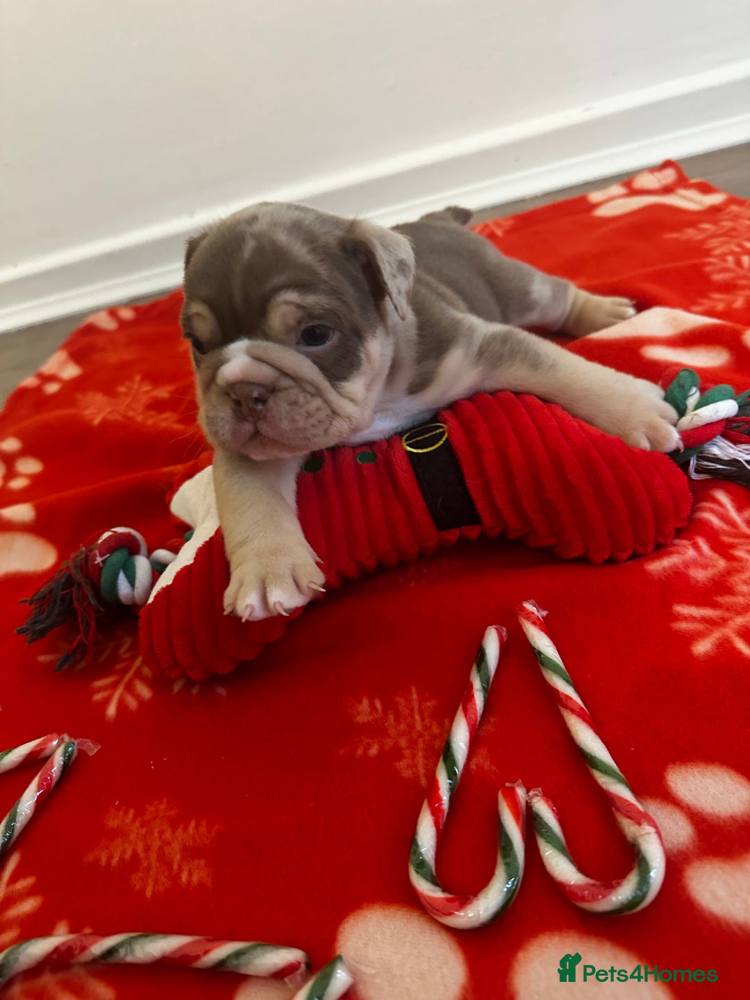 English Bulldog dogs for sale: 🐶✨ English Bulldog Puppies Available! ✨🐶 - Advert 14