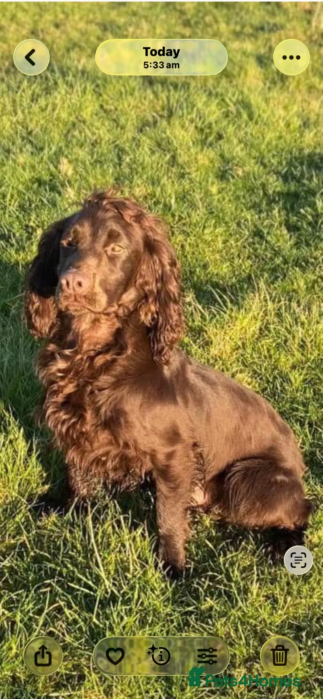 Cocker Spaniel dogs for sale: Glnhowy gundogs kc reg working cocker spaniel pups in Tredegar - Advert 8