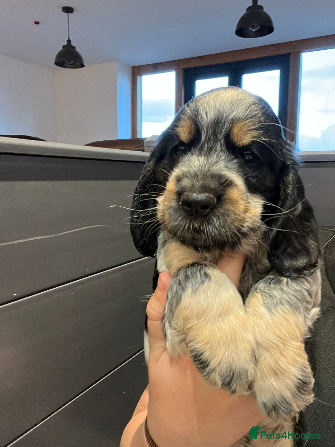 Cocker Spaniel dogs for sale: KC registered Show Type Cocker Spaniels - Image 5