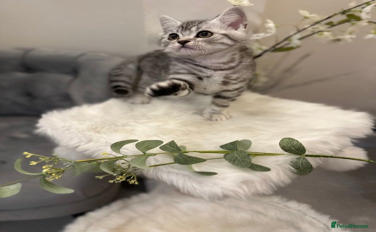 British Shorthair cats - Advert 6