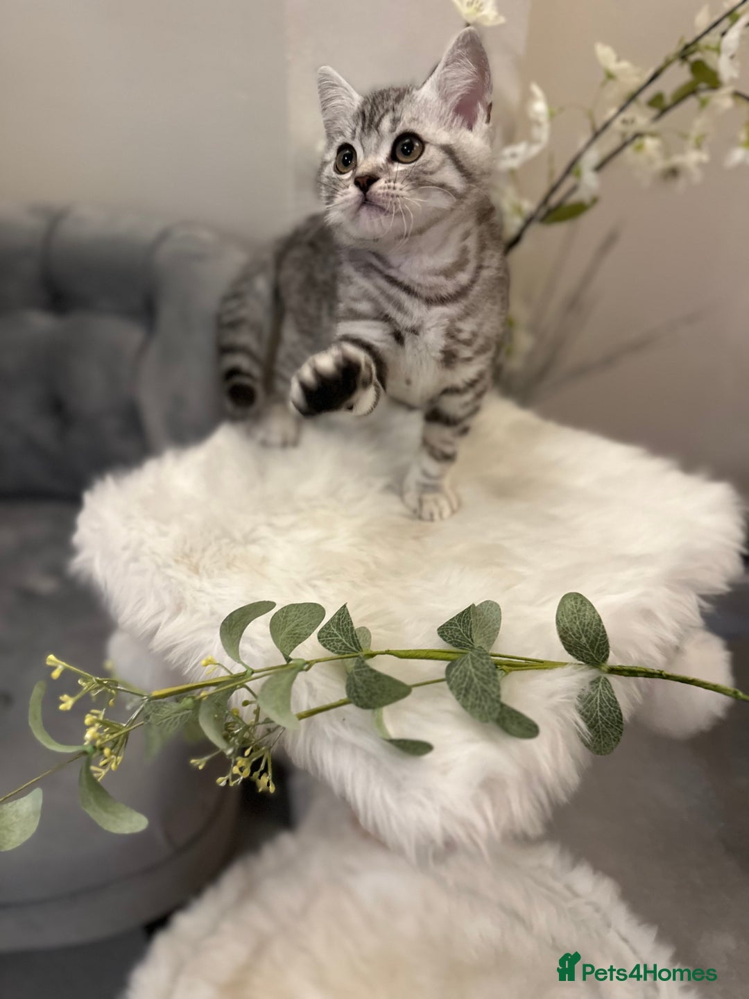 British Shorthair cats for sale: SILVER TABBIES full pedigree registered BSH - Image 6