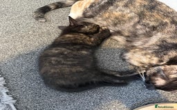 Mixed Breed cats for sale: British Shorthair X Kitten - Image 6