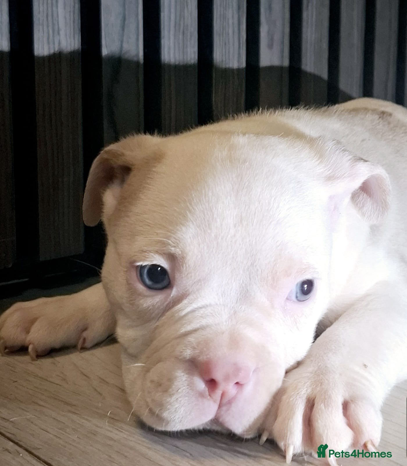 American Bully dogs American Bully Puppies  - Advert 3