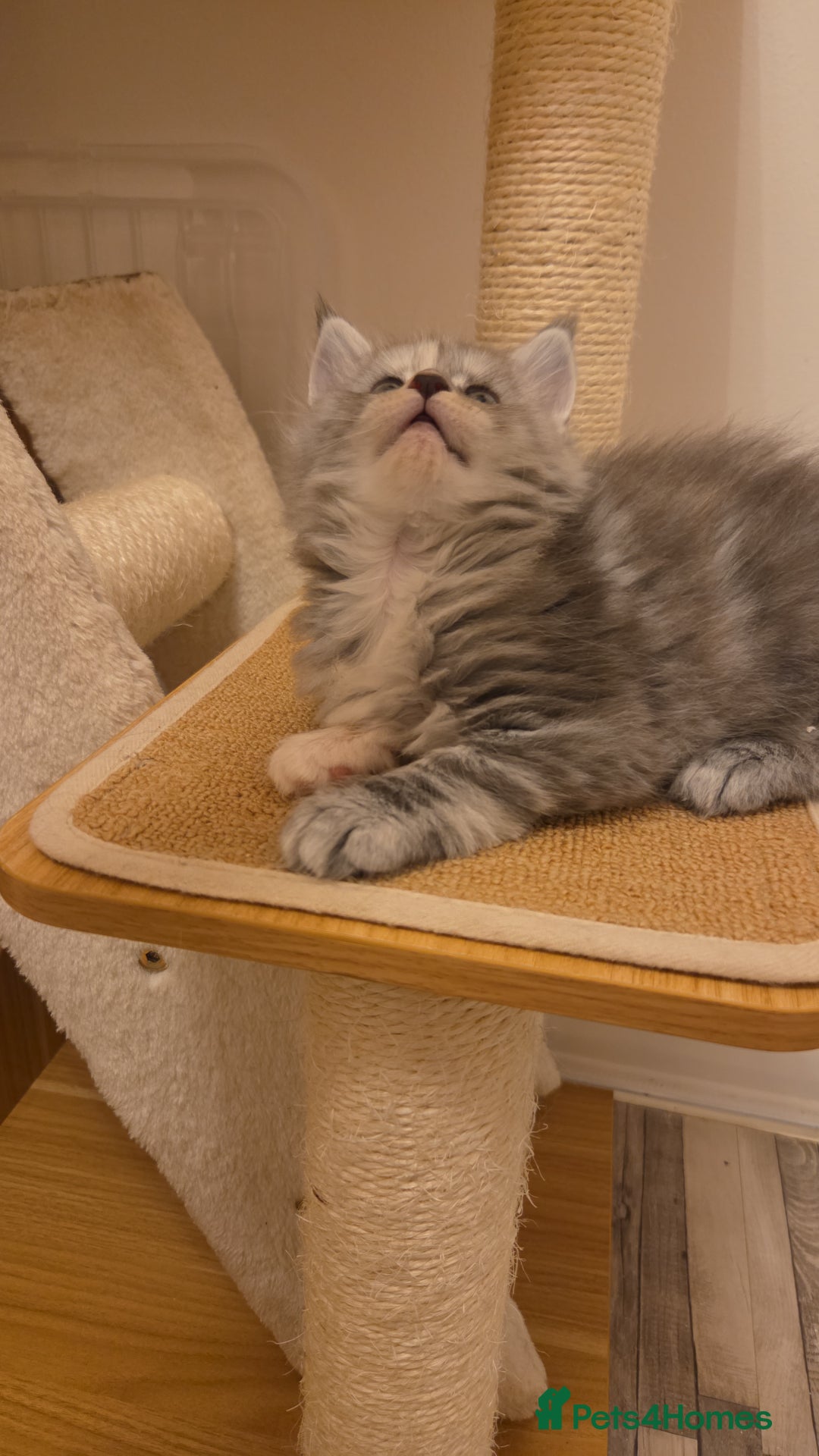 Maine Coon cats for sale: Stunning quality silver Tica Mainecoon kittens  - Advert 12