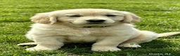 Golden Retriever dogs for sale: ⭐️ health tested golden retrievers ⭐️ - Advert 6