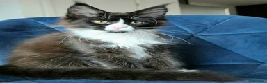 Maine Coon Kitten 3