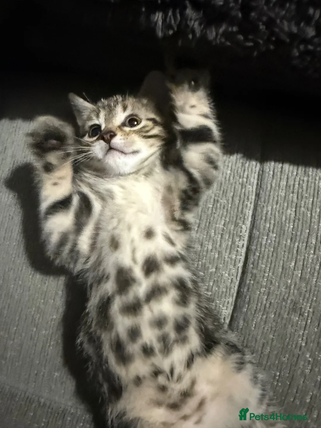 Mixed Breed cats for sale: Litter of 4 affectionate and playful cats  - Advert 1