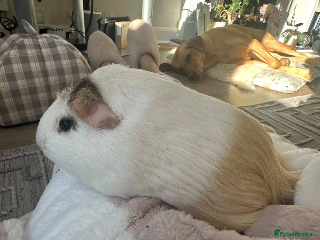 Guinea Pig rodents for sale: 2 Female Guinea pig sisters - Advert 2