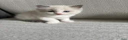 Ragdoll cats for sale: TICA REGISTERED RAGDOLL KITTENS  - Advert 24