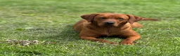 Labrador Retriever dogs for sale: Stunning KC Fox Red Boys & Girls Labradors  - Advert 14
