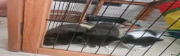 Mixed Breed cats for sale: Queen's 3 little biscuits  - Advert 14