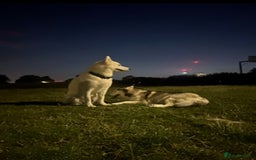 Siberian Husky dogs for sale: Siberian husky puppies  - Image 11