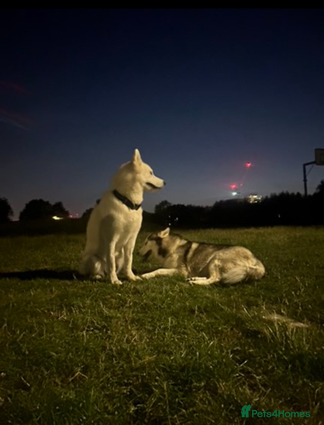 Siberian Husky dogs for sale: Siberian husky puppies  - Image 11