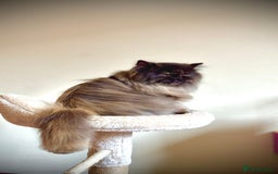 Finches birds for sale: Female persian girl  in Preston - Image 3