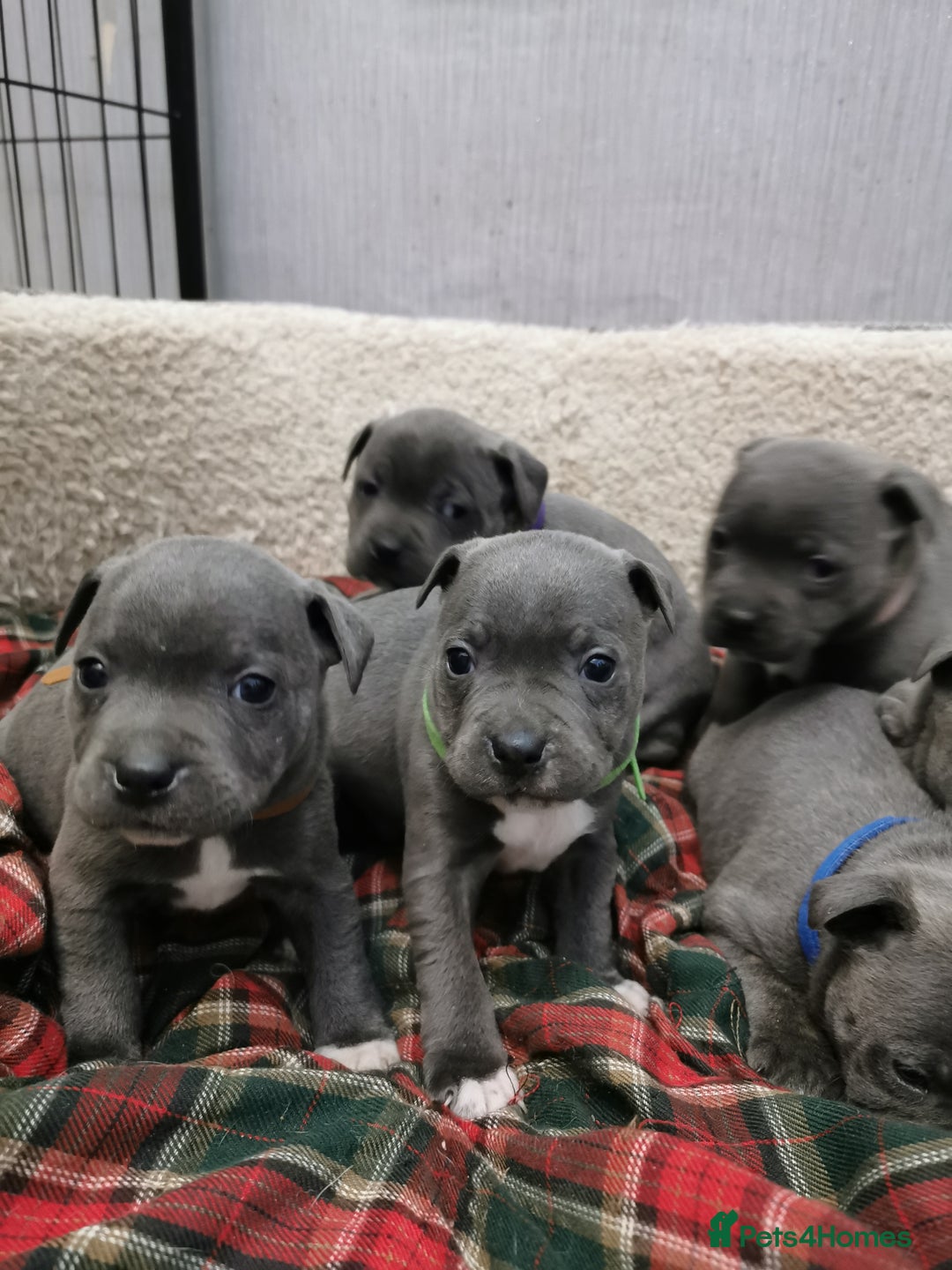 Staffordshire Bull Terrier dogs for sale: Staffordshire Bull Terrier puppies for sale  - Advert 5