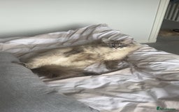 Ragdoll cats for sale: Ted 4yr old Blue Tabby Point Ragdoll for rehoming  - Image 6