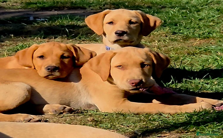 Labrador Retriever dogs - Advert 2