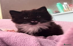 Ragdoll cats for sale: ✨ Ragdoll mix kittens ✨ - Image 9