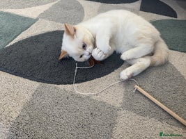 British Shorthair cats - Advert 4