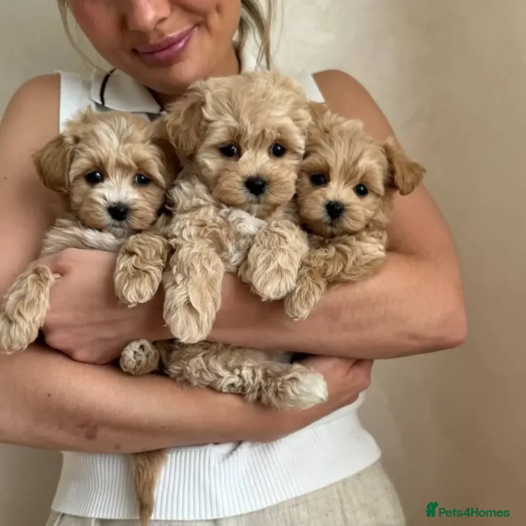 Maltipoo dogs for sale: tea cup maltipoo puppies for sale  - Image 3