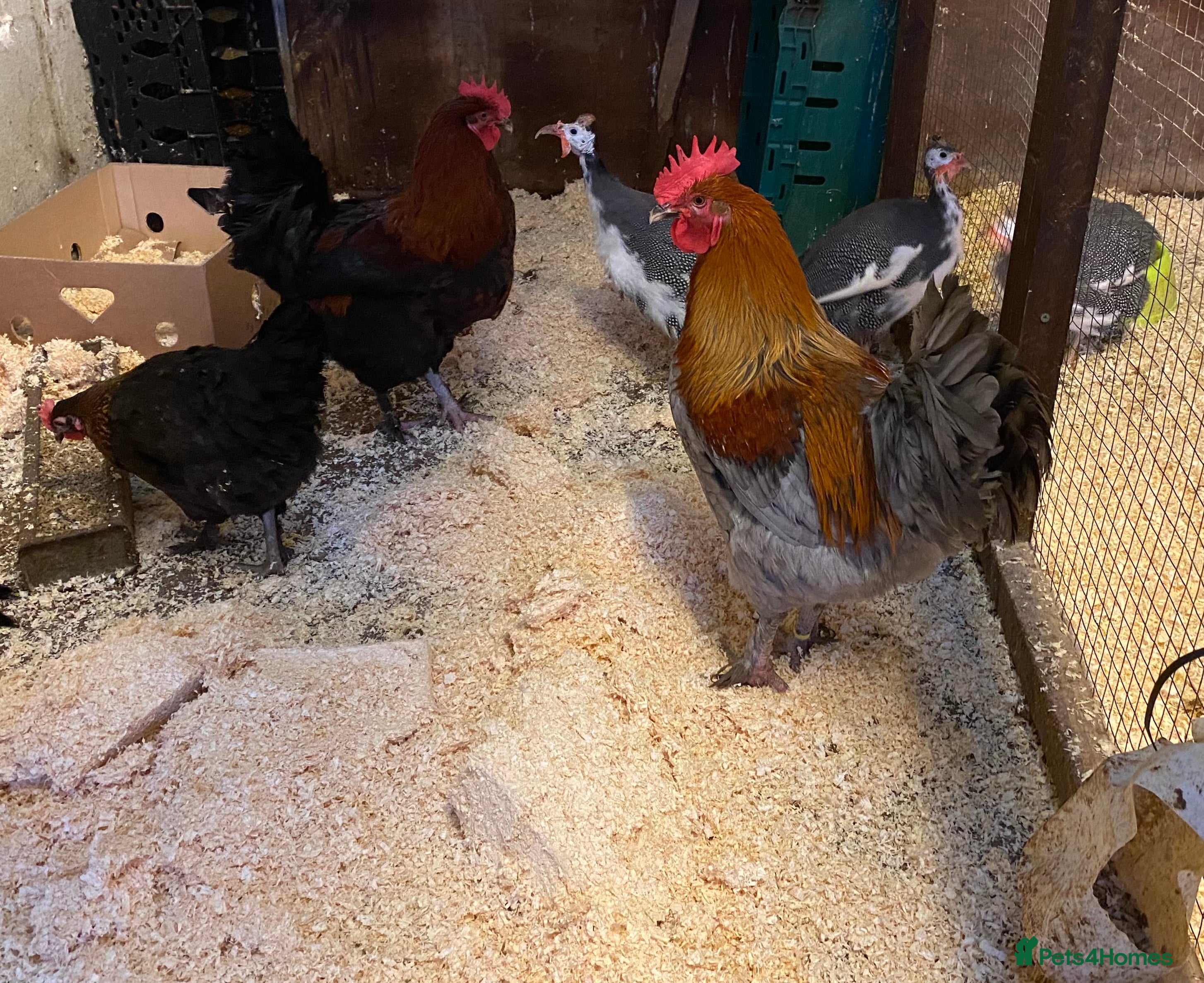 Chickens poultry French copper black and blue Marans cockerel  - Advert 5